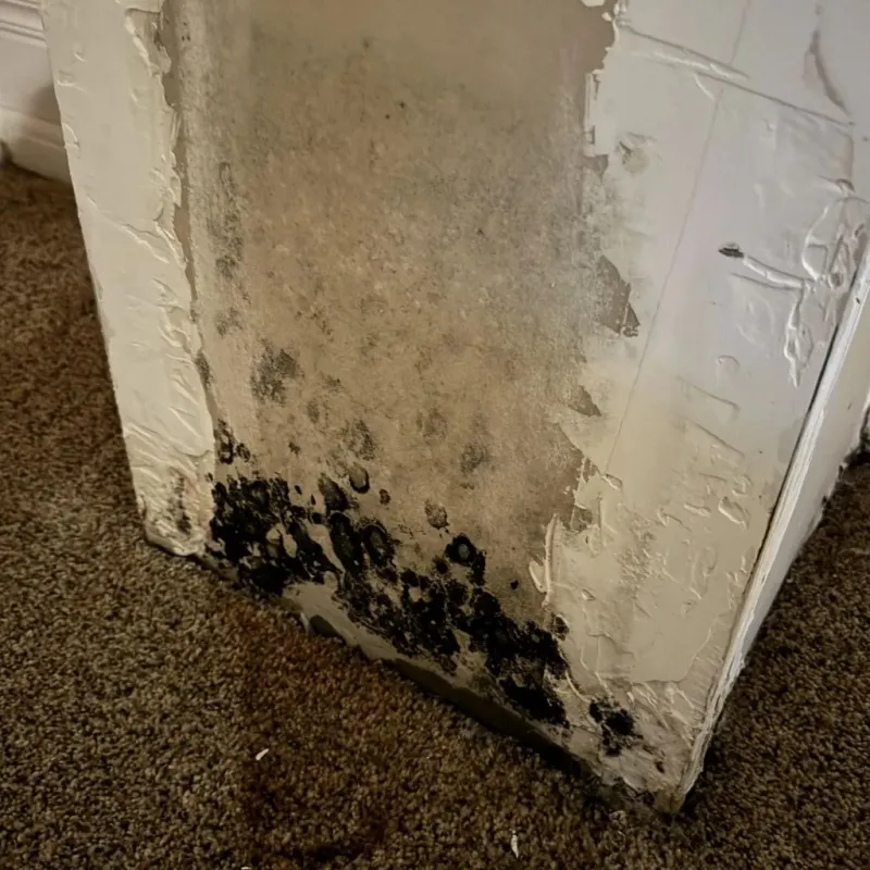 Professional Mold Removal in Cedarburg, WI